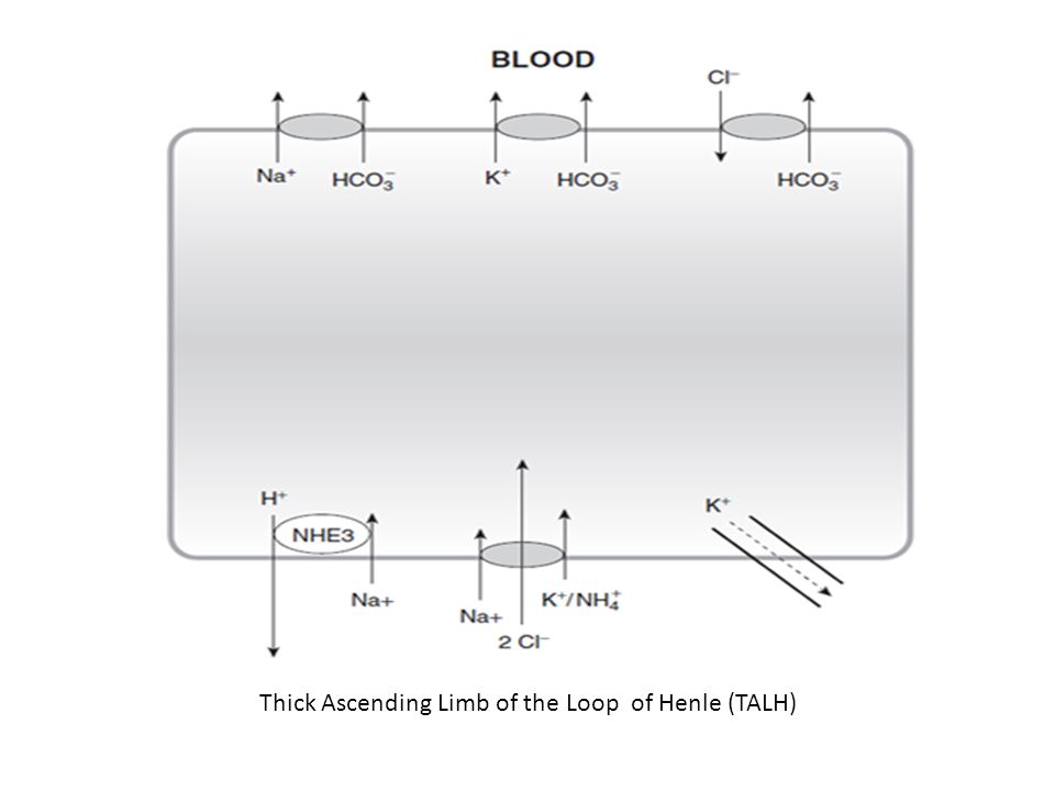Thick Ascending Limb of the Loop of Henle (TALH)