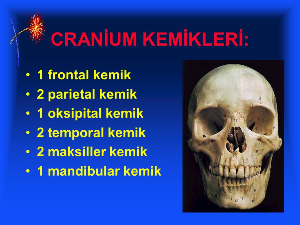 CRANİUM KEMİKLERİ: 1 frontal kemik 2 parietal kemik 1 oksipital kemik