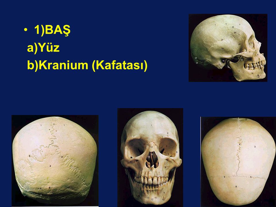 1)BAŞ a)Yüz b)Kranium (Kafatası) 4 3 4