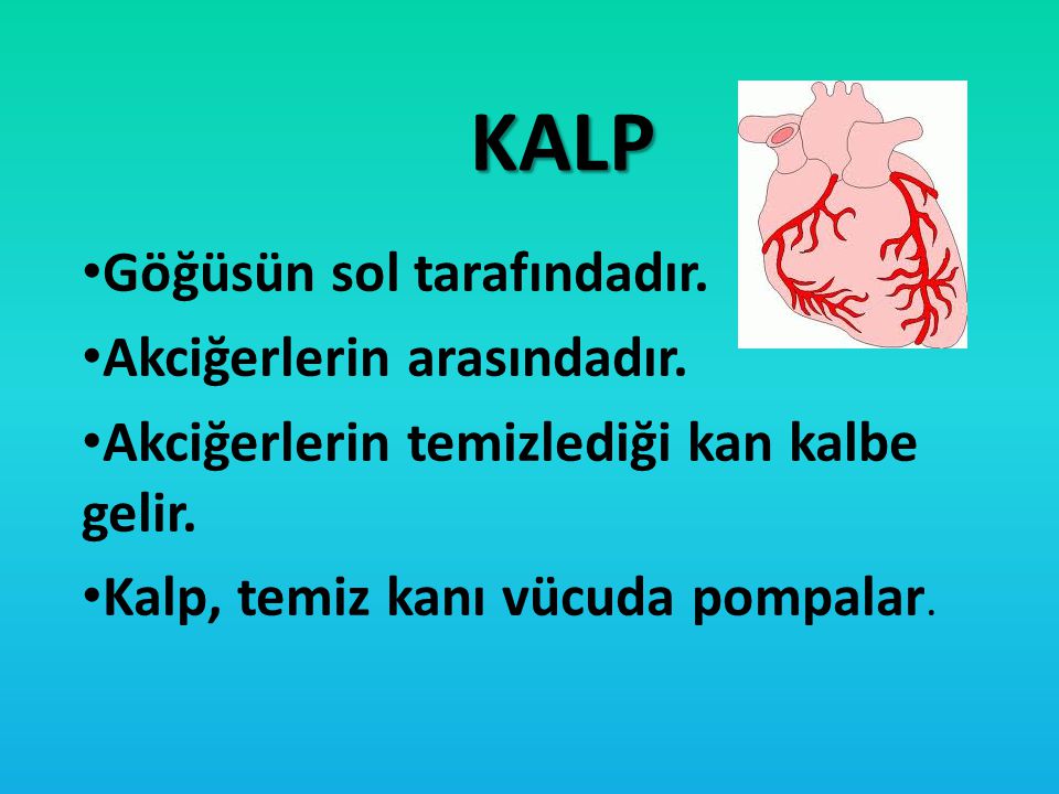 KALP Göğüsün sol tarafındadır. Akciğerlerin arasındadır.