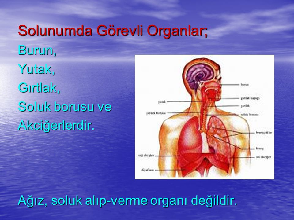 Solunumda Görevli Organlar;