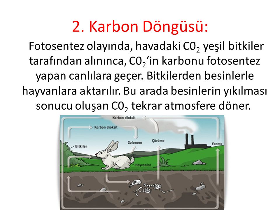 2. Karbon Döngüsü: