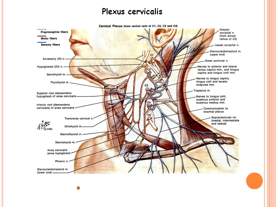 Plexus cervicalis C1-4 ventral ramusları