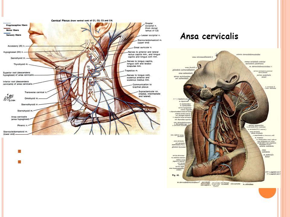 Ansa cervicalis Radix superior ansa cervicalis (C1)