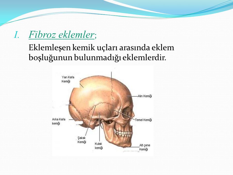 Fibroz eklemler; Eklemleşen kemik uçları arasında eklem boşluğunun bulunmadığı eklemlerdir.