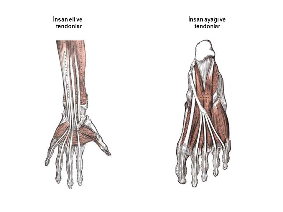 İnsan eli ve tendonlar İnsan ayağı ve tendonlar