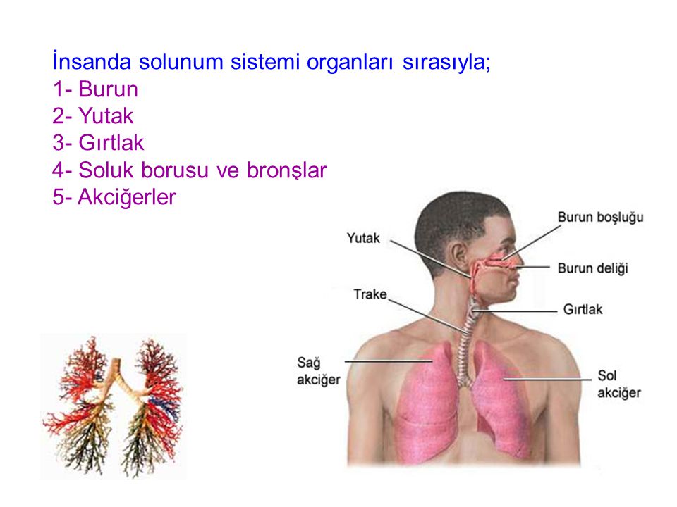 İnsanda solunum sistemi organları sırasıyla; 1- Burun 2- Yutak 3- Gırtlak 4- Soluk borusu ve bronşlar 5- Akciğerler