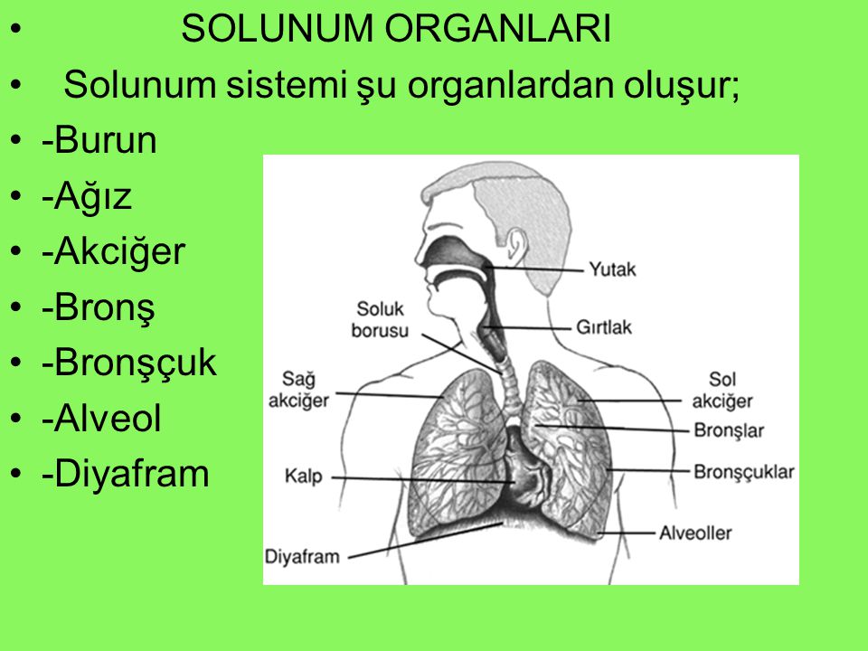 SOLUNUM ORGANLARI Solunum sistemi şu organlardan oluşur; -Burun. -Ağız. -Akciğer. -Bronş. -Bronşçuk.