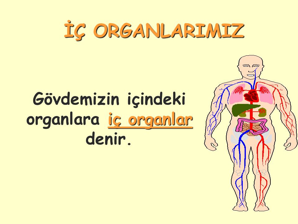 Gövdemizin içindeki organlara iç organlar denir.