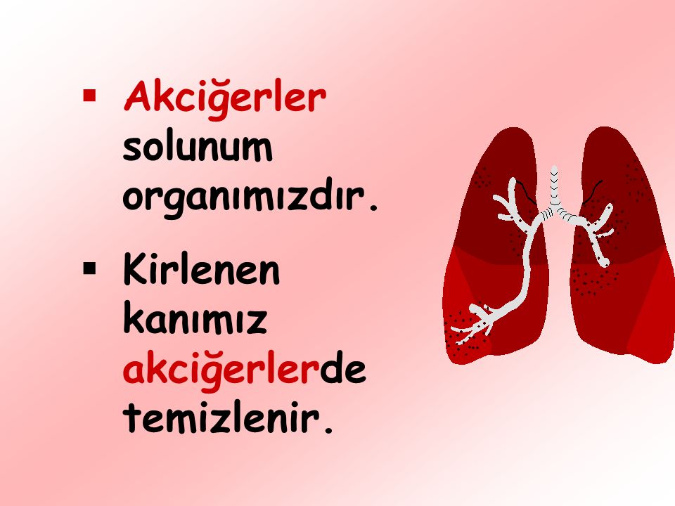 Akciğerler solunum organımızdır.