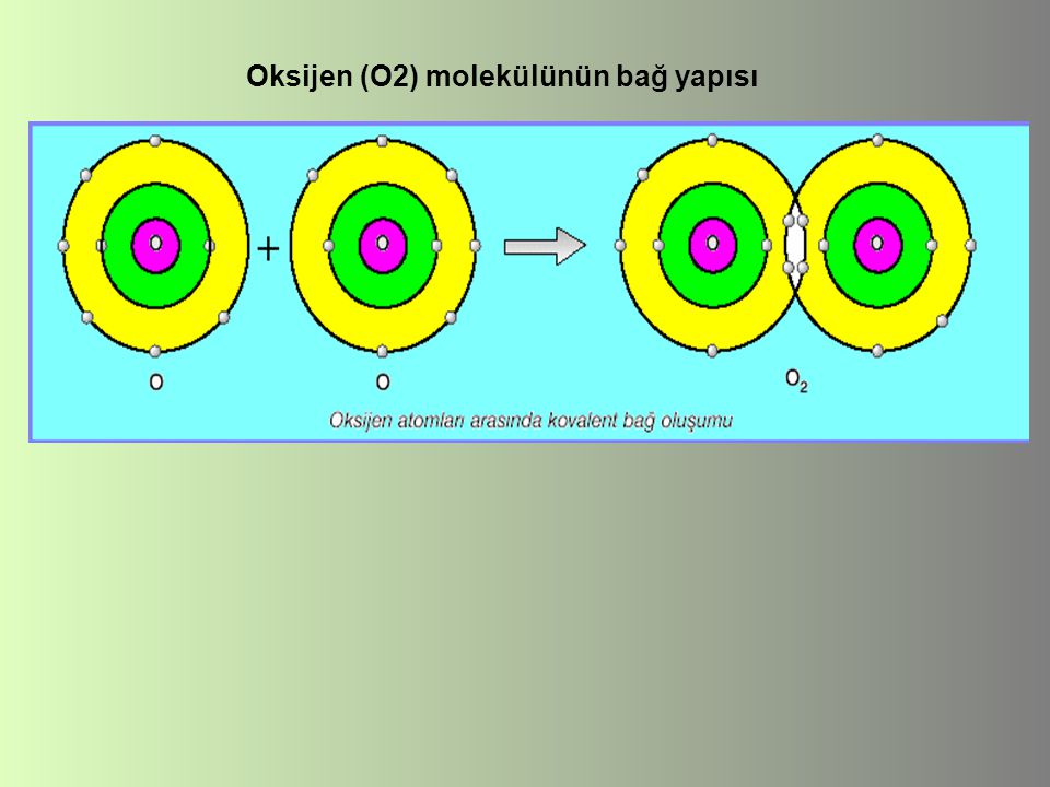 Oksijen (O2) molekülünün bağ yapısı