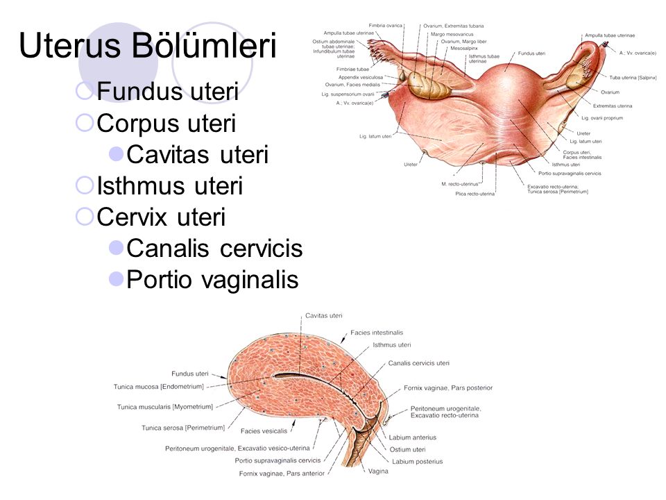 Cervical uterine orgasm