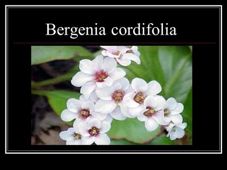 Bergenia cordifolia.