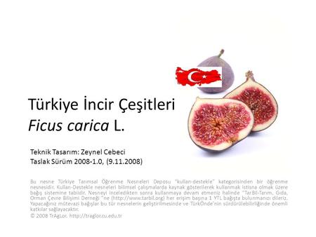 Türkiye İncir Çeşitleri Ficus carica L.