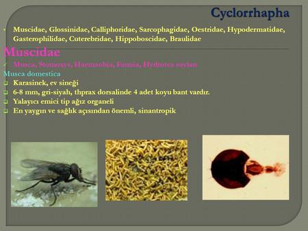  Muscidae, Glossinidae, Calliphoridae, Sarcophagidae, Oestridae, Hypodermatidae, Gasterophilidae, Cuterebridae, Hippoboscidae, Braulidae Muscidae Musca,