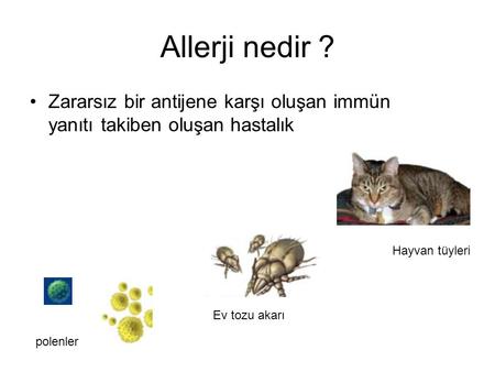 Allerji nedir ? Zararsız bir antijene karşı oluşan immün yanıtı takiben oluşan hastalık Hayvan tüyleri Ev tozu akarı polenler.