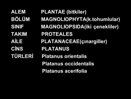 ALEM PLANTAE (bitkiler)