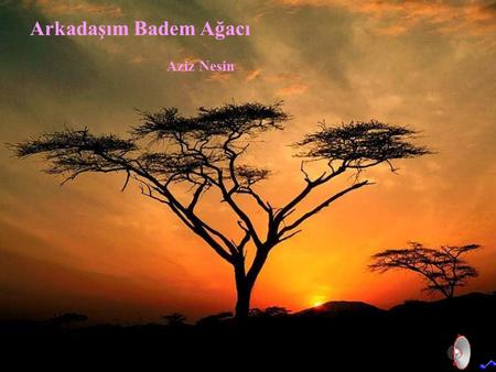 Arkadaşım Badem Ağacı Aziz Nesin.