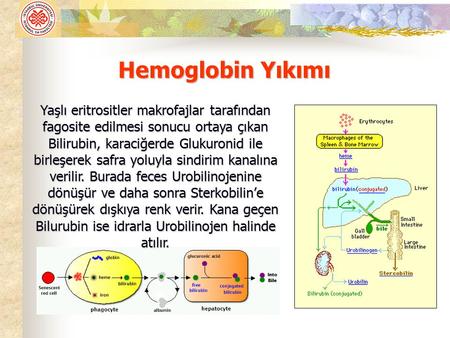 Hemoglobin Yıkımı Yaşlı eritrositler makrofajlar tarafından fagosite edilmesi sonucu ortaya çıkan Bilirubin, karaciğerde Glukuronid ile birleşerek safra.