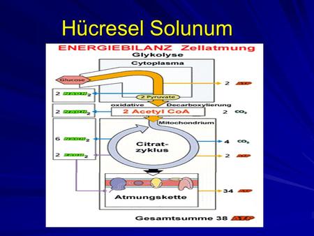 Hücresel Solunum.