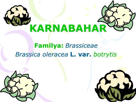 Familya: Brassiceae Brassica oleracea L. var. botrytis