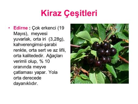 Kiraz Çeşitleri Edirne : Çok erkenci (19 Mayıs),  meyvesi yuvarlak, orta iri  (3,28g), kahverengimsi-şarabi renkte, orta sert ve az lifli, orta kalitededir.
