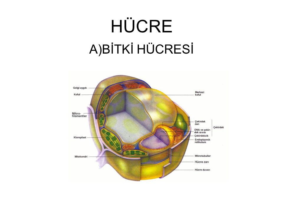 hucre a bitki hucresi b hayvan hucresi 1 bakteriler bakteriler ppt indir