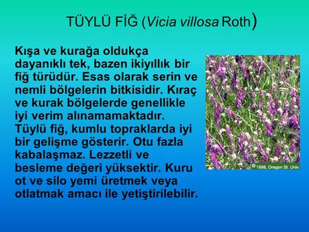 TÜYLÜ FİĞ (Vicia villosa Roth)