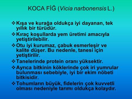 KOCA FİĞ (Vicia narbonensis L.)