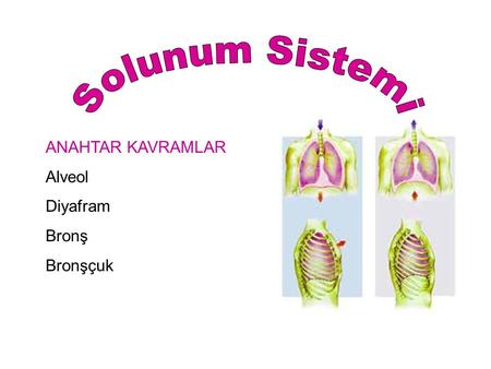 Solunum Sistemi ANAHTAR KAVRAMLAR Alveol Diyafram Bronş Bronşçuk.