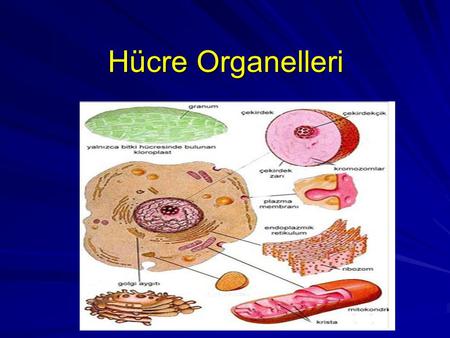 Hücre Organelleri.