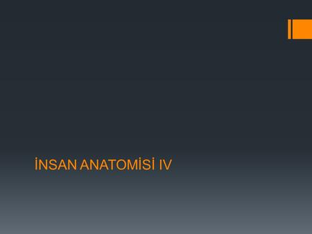 İNSAN ANATOMİSİ IV.