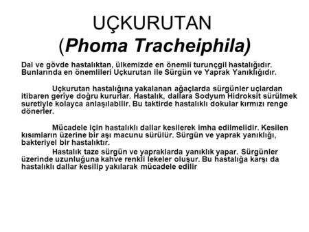 UÇKURUTAN (Phoma Tracheiphila)