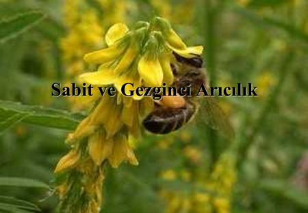 Sabit ve Gezginci Arıcılık