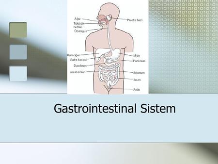 Gastrointestinal Sistem