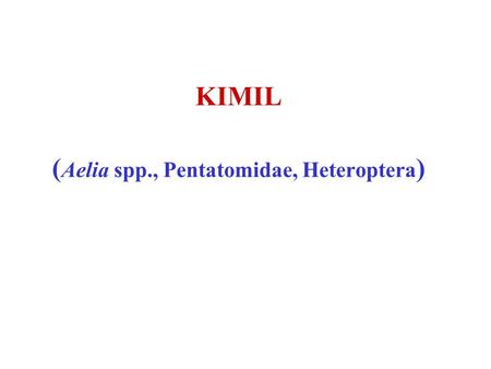 (Aelia spp., Pentatomidae, Heteroptera)