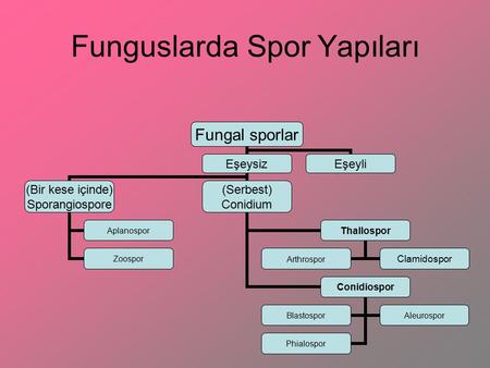 Funguslarda Spor Yapıları