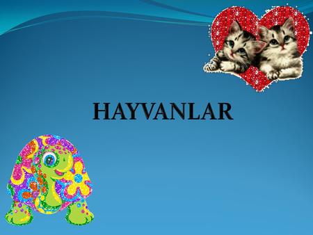 HAYVANLAR.