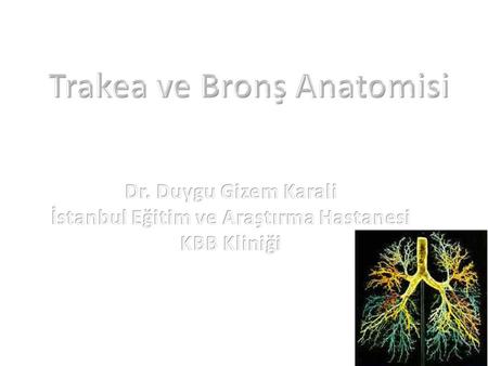 Trakea ve Bronş Anatomisi İstanbul Eğitim ve Araştırma Hastanesi