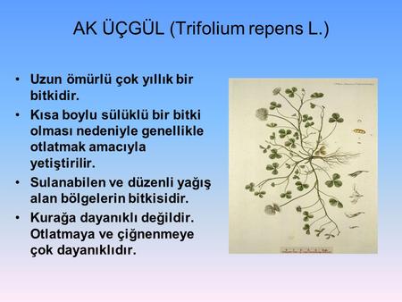 AK ÜÇGÜL (Trifolium repens L.)