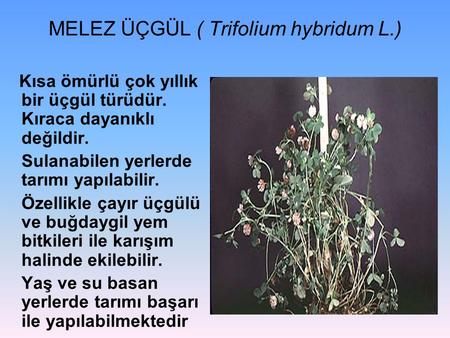 MELEZ ÜÇGÜL ( Trifolium hybridum L.)