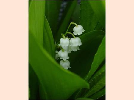 Convallaria majalis ALEM:Plantae BÖLÜM:Magnoliophyta SINIF:Liliopsida