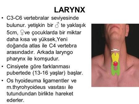 LARYNX C3-C6 vertebralar seviyesinde bulunur. yetişkin bir ♂ te yaklaşık 5cm, ♀ve çocuklarda bir miktar daha kısa ve yüksek,Yeni doğanda atlas ile C4 vertebra.