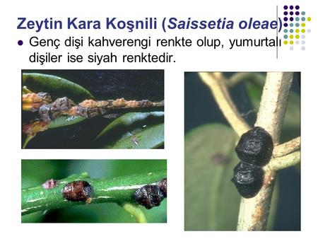 Zeytin Kara Koşnili (Saissetia oleae)