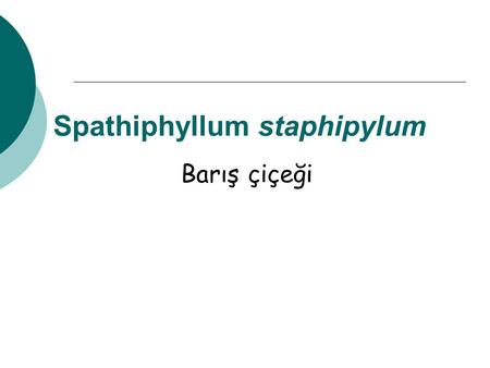 Spathiphyllum staphipylum