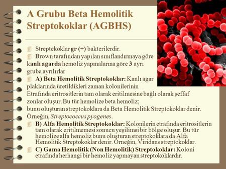 A Grubu Beta Hemolitik Streptokoklar (AGBHS)