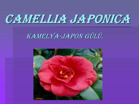 Camellia japonica Kamelya-japon Gülü..