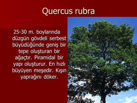 Quercus rubra 25-30 m. boylarında düzgün gövdeli serbest büyüdüğünde geniş bir tepe oluşturan bir ağaçtır. Piramidal bir yapı oluşturur. En hızlı büyüyen.