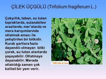ÇİLEK ÜÇGÜLÜ (Trifolium fragiferum L.)