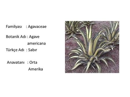 Familyası    : Agavaceae Botanik Adı : Agave americana Türkçe Adı  : Sabır